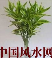 临汾十二生肖养什么植物最旺财运？你知道吗！